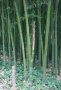 Bébé bambou