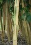 Bambou bigarré