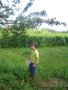 cueillette des mirabelles à Meursault